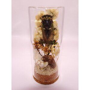 Real Cicada Wild Boar Tooth Dried Flowers Oddity Jar goth taxidermy curiosity